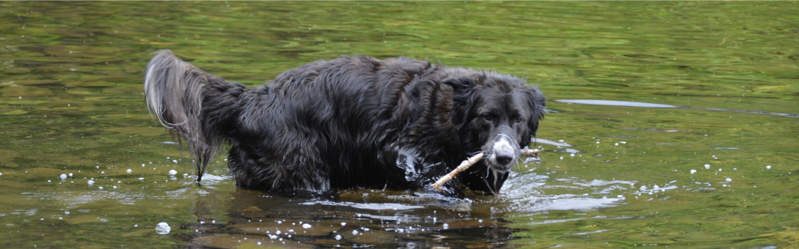 Alfie in Devoke Water